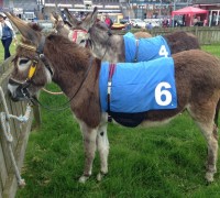 Paddy, Donkey Derby Beverley